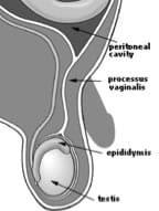 Imagen anatómica normal de la región inguinal