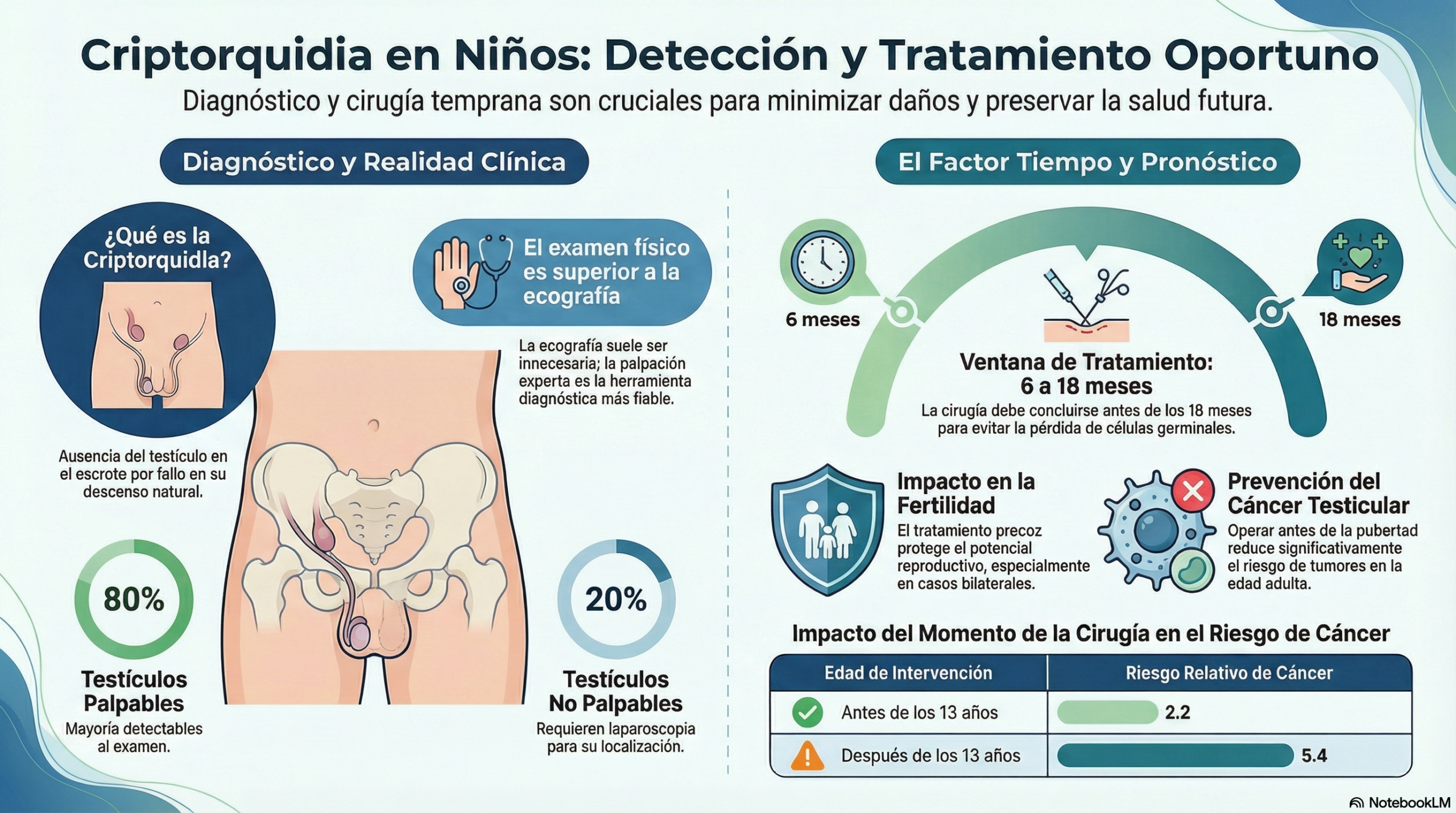 cartel informativo para padres sobre la criptorquidia- imagen médica con fines educativos